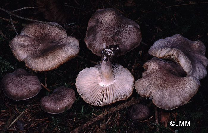 Tricholoma scalpturatum