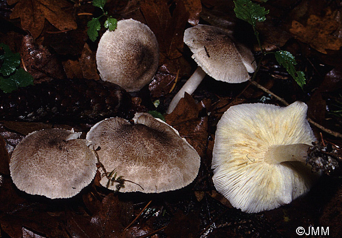 Tricholoma scalpturatum