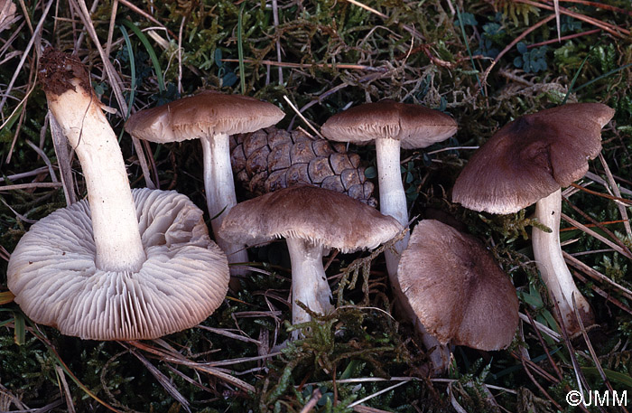 Tricholoma scalpturatum