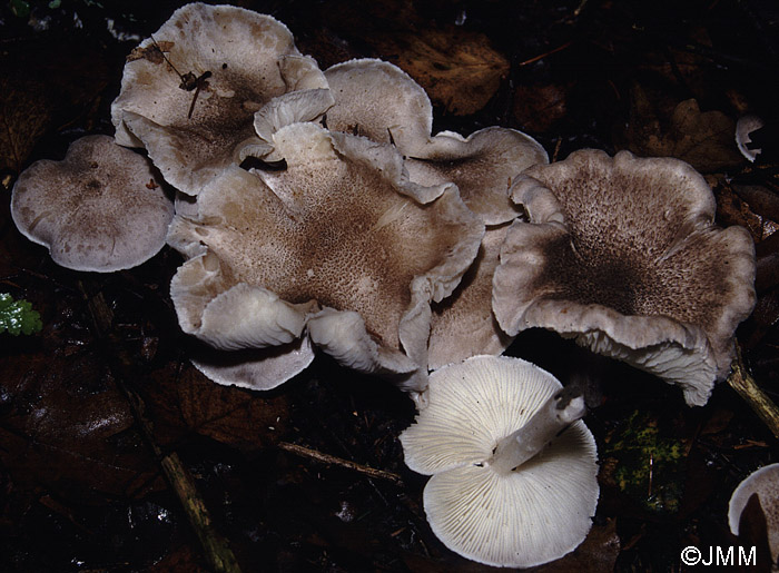 Tricholoma scalpturatum