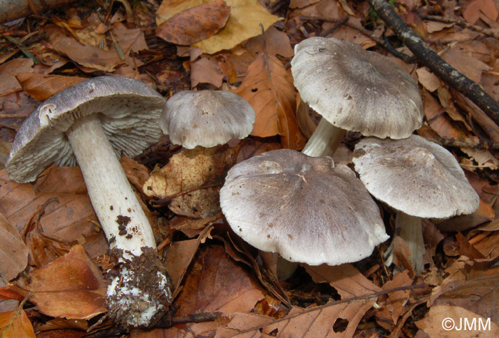 Tricholoma sciodes