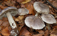 Tricholoma sciodes