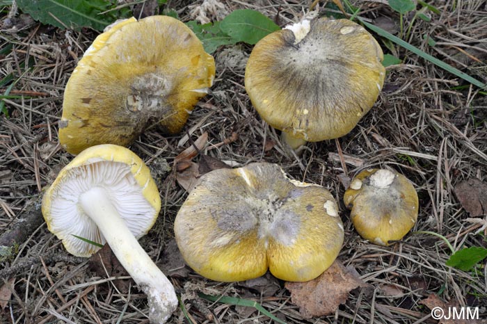 Tricholoma sejunctum