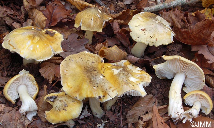 Tricholoma sejunctum