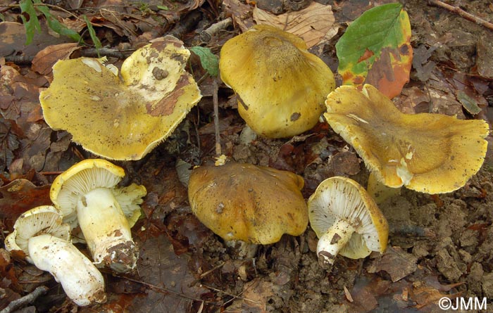 Tricholoma sejunctum