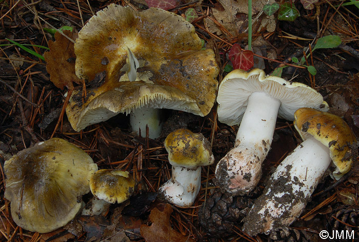 Tricholoma sejunctum var. coniferarum