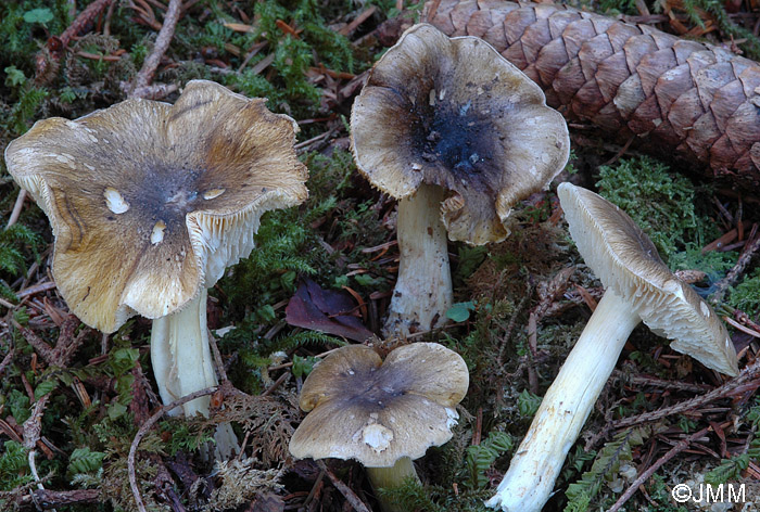 Tricholoma sejunctum var. coniferarum