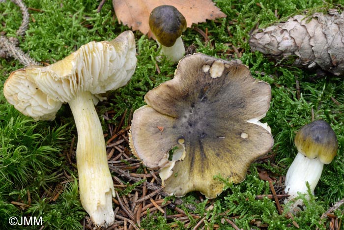 Tricholoma sejunctum var. coniferarum