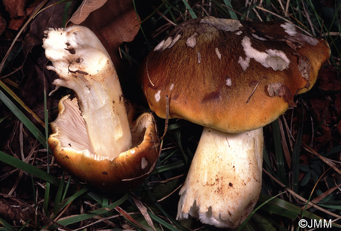 Tricholoma sejunctum var. fagetorum