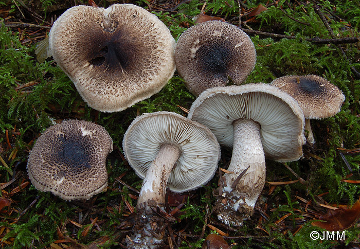 Tricholoma squarrulosum