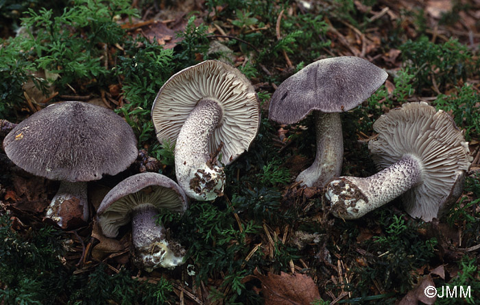 Tricholoma squarrulosum