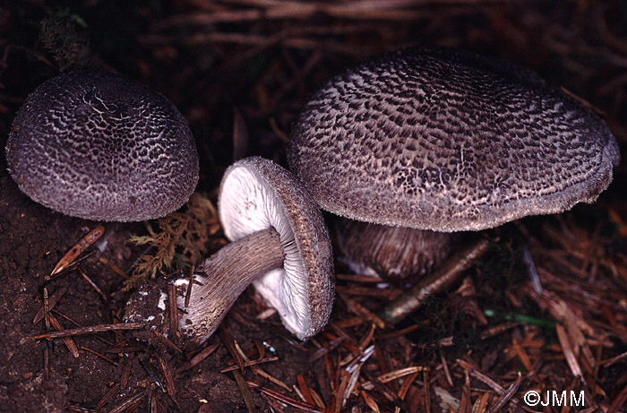 Tricholoma squarrulosum