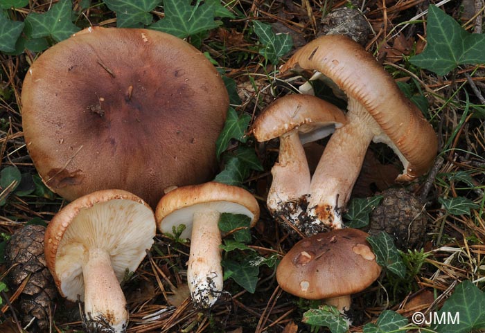 Tricholoma stans