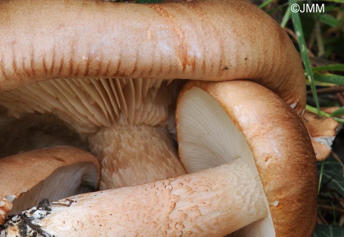 Tricholoma stans