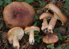 Tricholoma stans