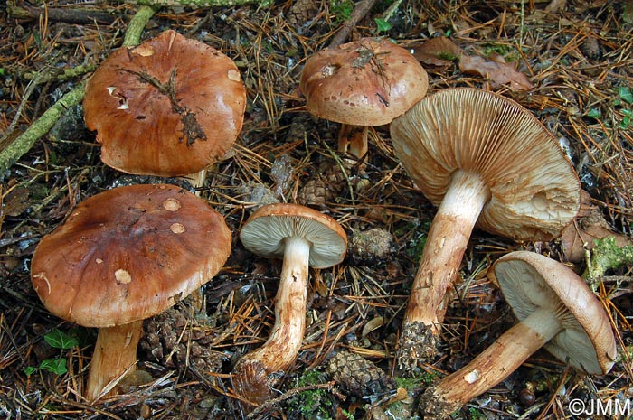 Tricholoma striatum