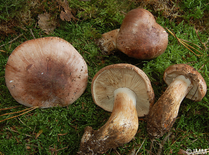 Tricholoma striatum