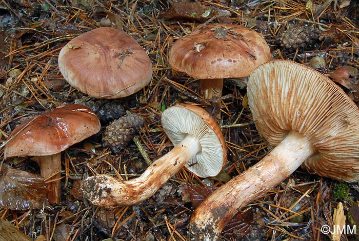 Tricholoma striatum