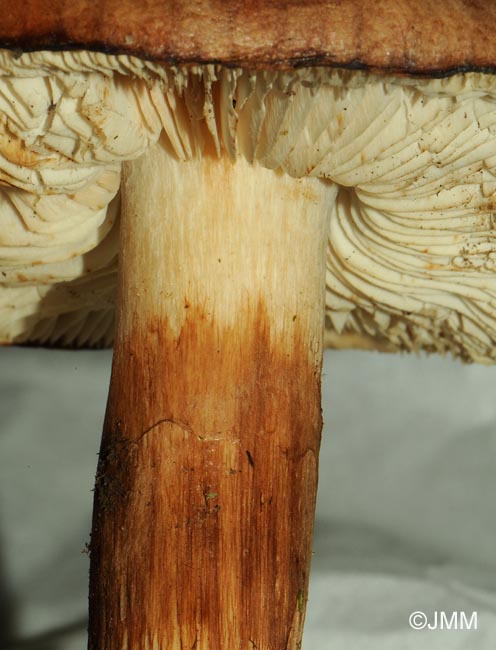 Tricholoma striatum