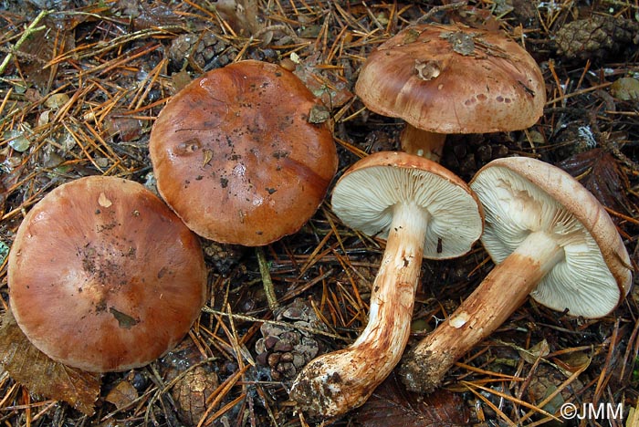 Tricholoma striatum