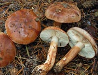 Tricholoma striatum = albobrunneum