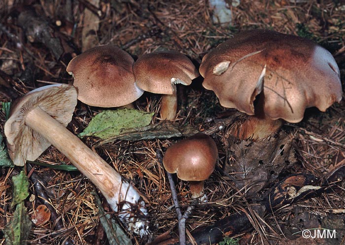 Tricholoma subfusipes