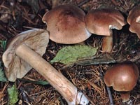 Tricholoma subfusipes