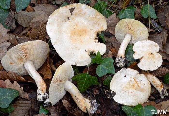 Tricholoma sulphurescens