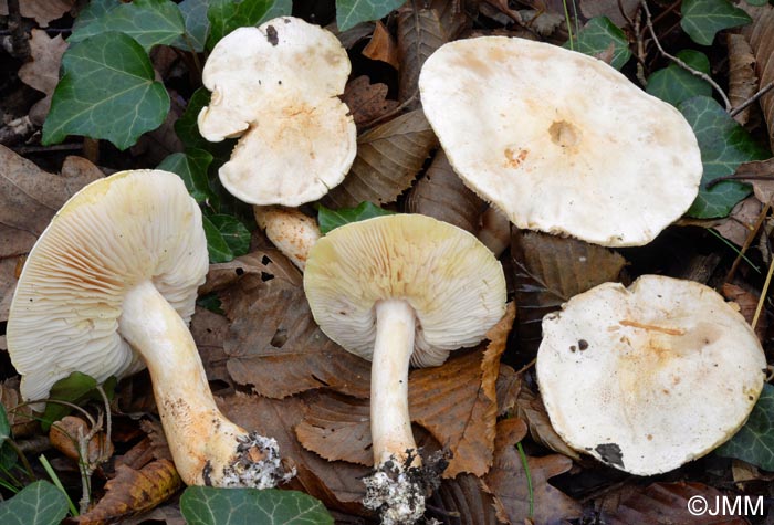 Tricholoma sulphurescens