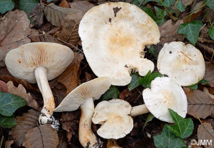 Tricholoma sulphurescens