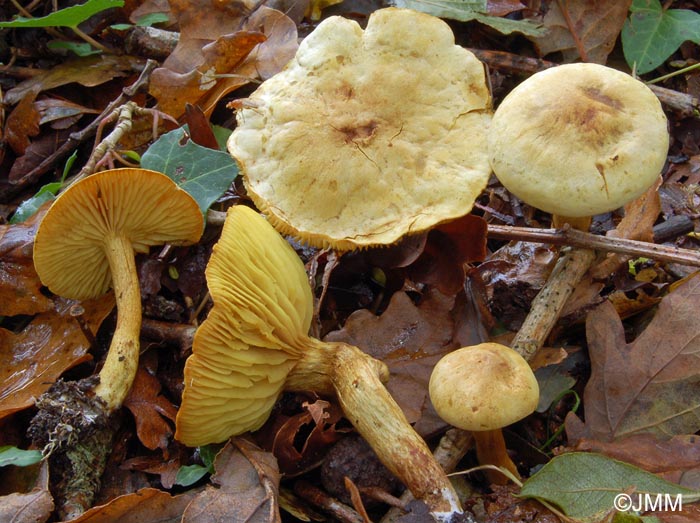 Tricholoma sulphureum