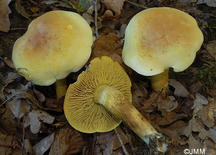 Tricholoma sulphureum