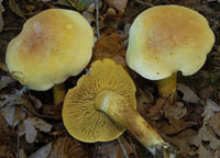 Tricholoma sulphureum