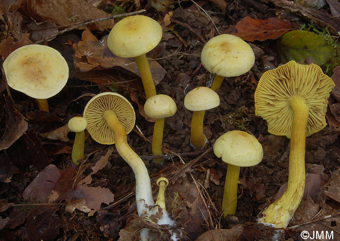 Tricholoma sulphureum