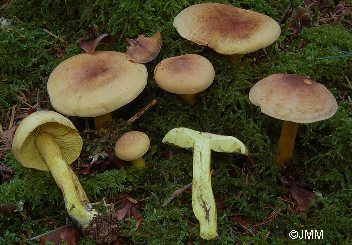 Tricholoma sulphureum var. coronarium