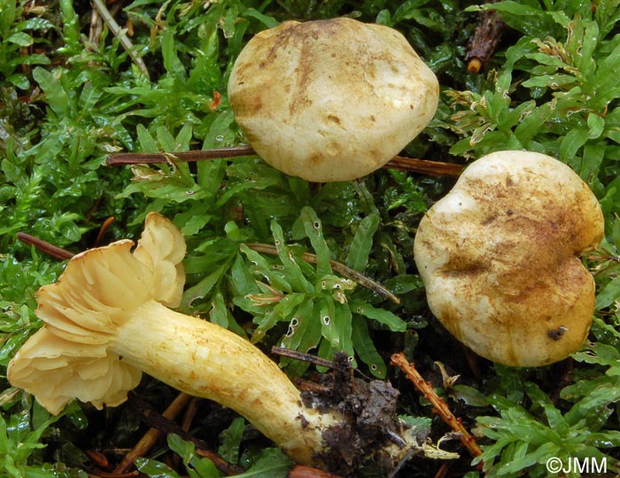 Tricholoma sulphureum var. nigrescens