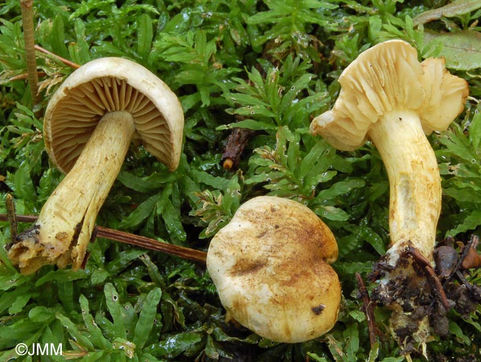 Tricholoma sulphureum var. nigrescens