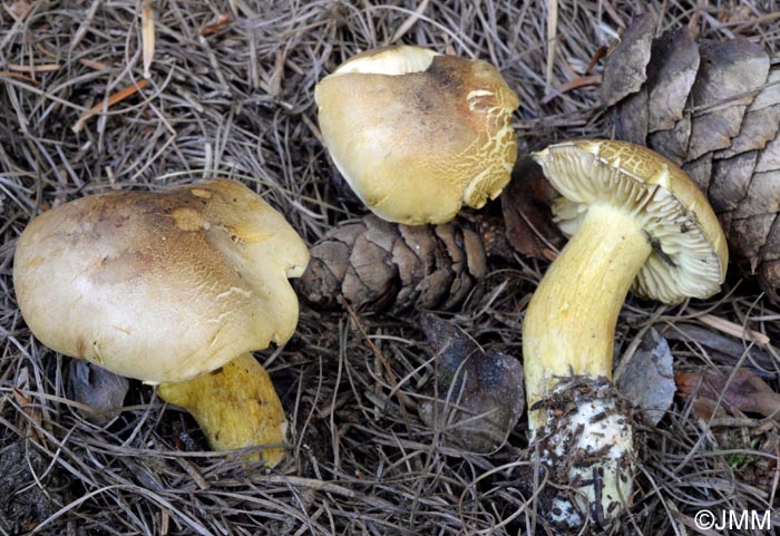 Tricholoma sulphureum var. nigrescens