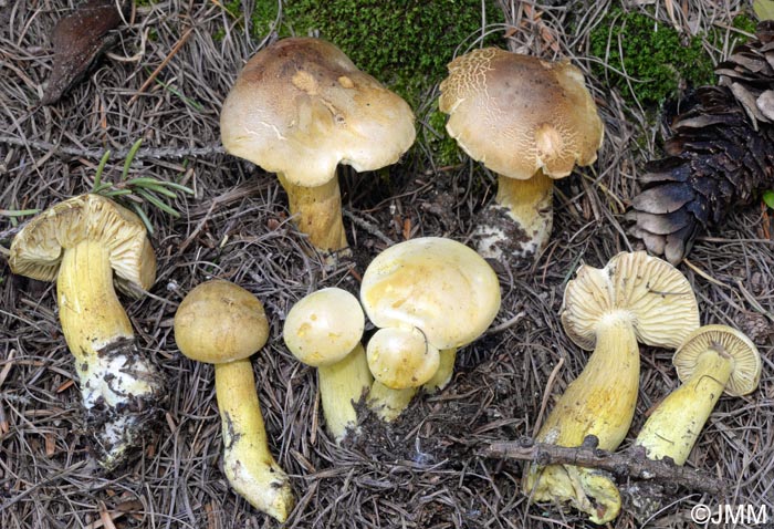 Tricholoma sulphureum var. nigrescens