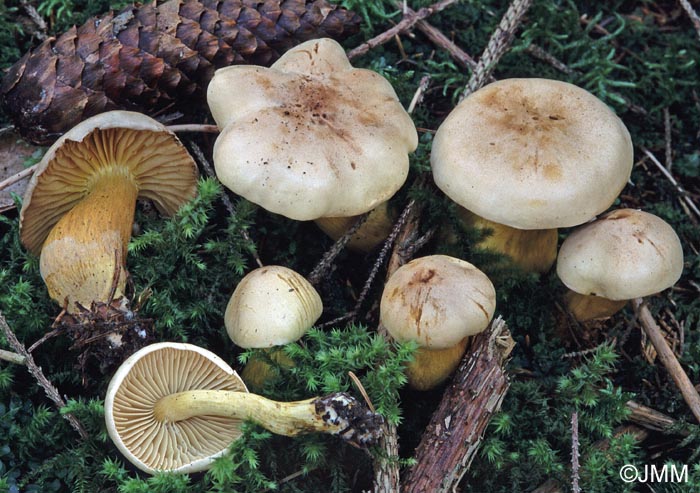 Tricholoma sulphureum var. pallidum