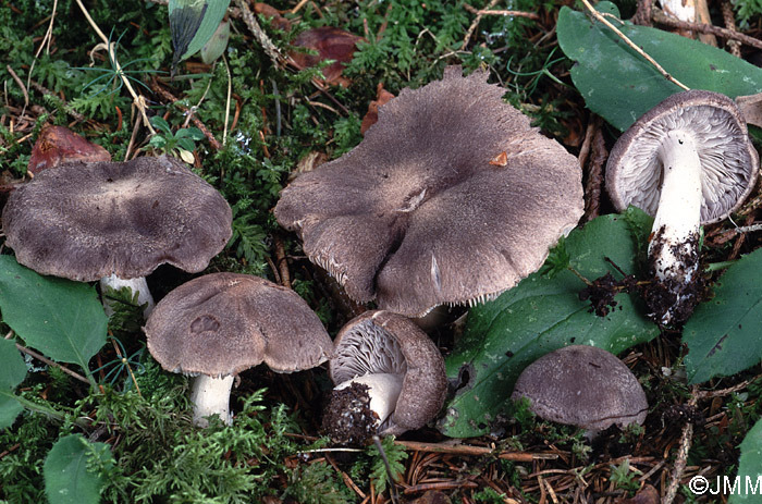 Tricholoma terreum