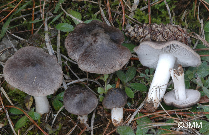 Tricholoma terreum