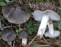 Tricholoma terreum