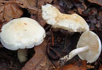 Tricholoma album var. thalliophilum