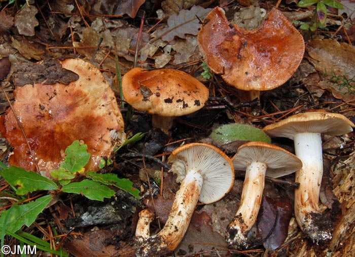 Tricholoma tridentinum