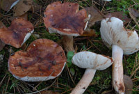 Tricholoma tridentinum