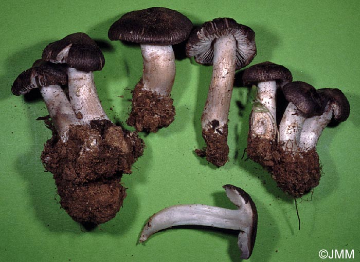 Tricholoma triste