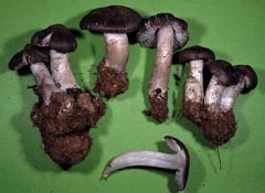 Tricholoma triste