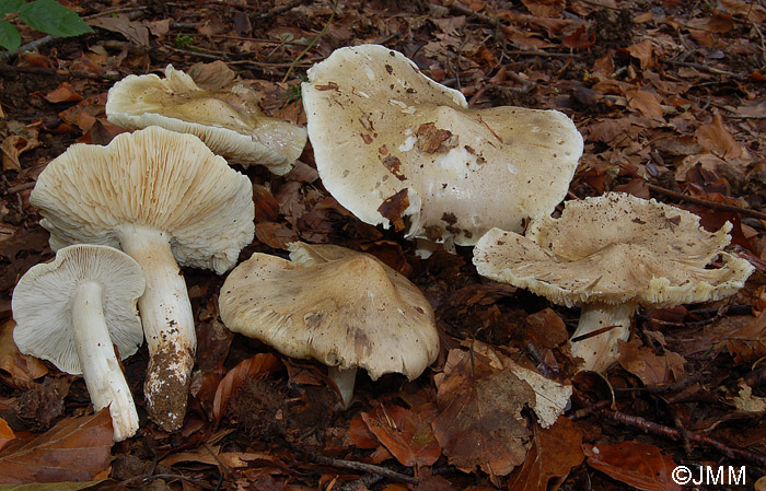 Tricholoma umbonatum