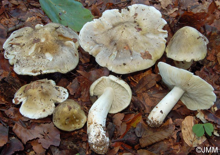 Tricholoma umbonatum